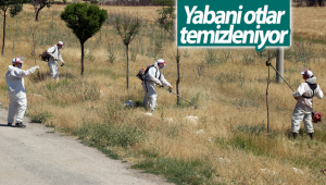 Karaman'da Yabani Otlar Temizleniyor