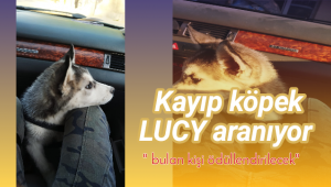 Kayıp Köpek Lucy Aranıyor
