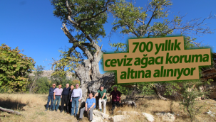 700 Yıllık Ceviz Ağacı Koruma Altına Alınıyor