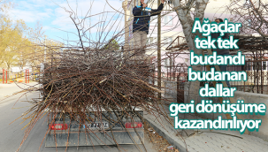 Karaman'da Ağaçlar Tek Tek Budandı