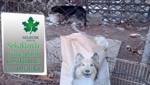 Sokaklarda Kalan Patili Dostlarımızı Unutmadılar