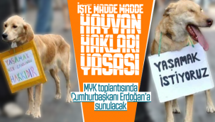 MYK Toplasında Cumhurbaşkanı Erdoğan'a Sunulacak! İşte Madde Madde Hayvan Hakları Yasası