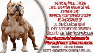 Bu Cins Köpek Sahipleri Sahiplenmek İsteyenler Dikkat! 