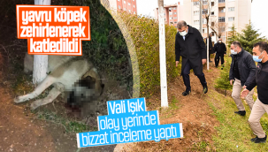Karaman'da Yavru Köpeğin Katledilmesinin Ardından Vali Işık Olay Yerinde Bizzat İnceleme Yaptı