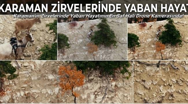 Karaman'ın Zirvelerinde Yaban Hayatının En Saf Hali Drone Kamerasında!