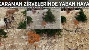 Karaman'ın Zirvelerinde Yaban Hayatının En Saf Hali Drone Kamerasında!